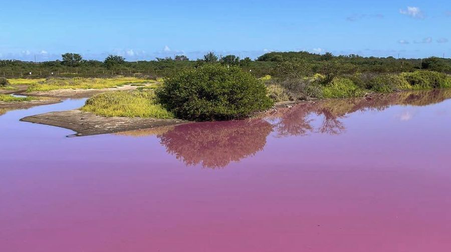 Aliran air sungai di Hawaii berubah menjadi warna merah muda. (Matthew Thayer/The Maui News via AP)