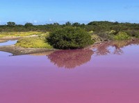 Penampakan Viral Sungai di Hawaii Berubah Jadi Pink, Ada Apa?