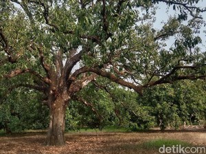 Cerita Petani Indramayu Merintis Hutan Mangga yang Luasnya 250 Ha