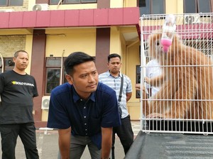 Lutung Jawa Berbulu Emas Diamankan dari Warga Probolinggo