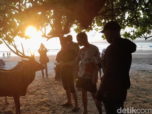 Pager Laut Taman Wisata Pangandaran Jebol, Rusa-Rusa Berkeliaran di Area Wisatawan