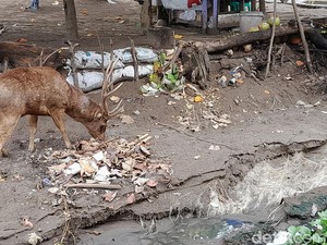 Sungguh Menyedihkan, Rusa-rusa di Pangandaran Makan Sampah