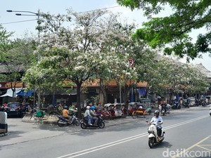 Serasa di Jepang padahal di Solo, Lihat Bunga Tabebuya Bermekaran