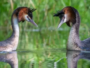 Mari Berkenalan dengan Burung Abad Ini: Puteketeke