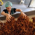 150 Ribu Pekerja Pabrik Rokok Terancam PHK, Ada Apa?