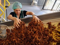 150 Ribu Pekerja Pabrik Rokok Terancam PHK, Ada Apa?