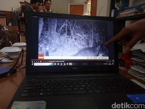 3 Macan Tutul Jawa Terekam Kamera di Gunung Ciremai