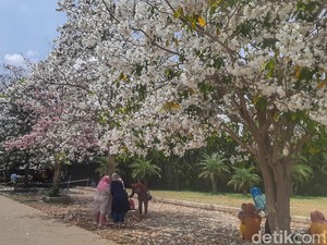 Mirip Sakura! Cantiknya Tabebuya Bermekaran di Baleendah, Kini Jadi Spot Selfie