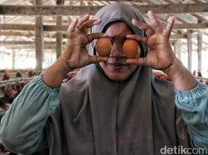 Nggak Selalu Mulus, 4 Masalah Ini Kerap Hantui Usaha Ternak Ayam