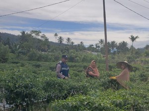 Strategi Bripka Adi Syafnur Bikin Warga Beralih dari Tanam Ganja ke Palawija