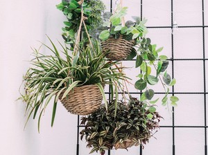 16 Tanaman Gantung di Rumah Indoor dan Outdoor, Nggak Cuma untuk Hiasan