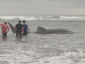 Hiu Tutul 5 Meter Mati Terdampar di Pantai Parangtritis