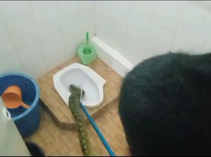 Ular Sanca 1,5 Meter Masuk Kloset Rumah di Bogor, Damkar Evakuasi