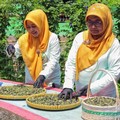 Berkat BRInita, Teh Herbal Jadi Produk Unggulan Poktan Bensor