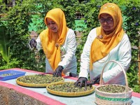 Berkat BRInita, Teh Herbal Jadi Produk Unggulan Poktan Bensor