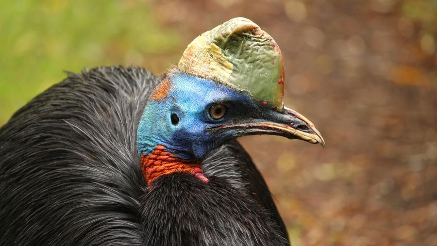 Burung Kasuari. (Dok. Pixabay)