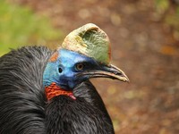 Burung Paling Mematikan di Dunia Ternyata Ada di Wilayah RI