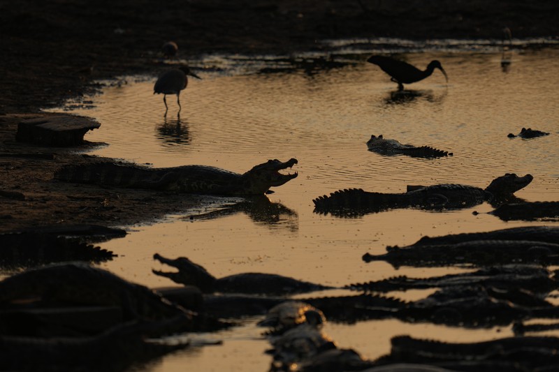 Kebakaran lahan basah tropis di di Pantanal, Brazil. (AP Photo/Andre Penner)
