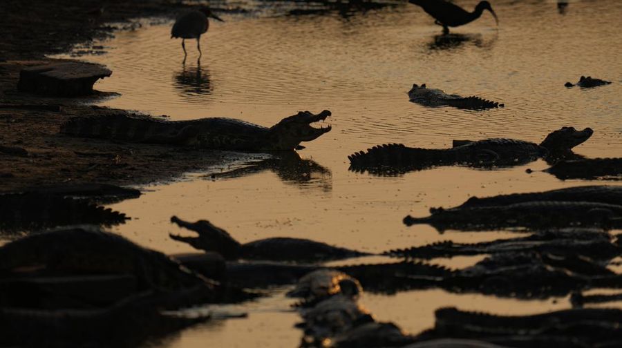 Kebakaran lahan basah tropis di di Pantanal, Brazil. (AP Photo/Andre Penner)