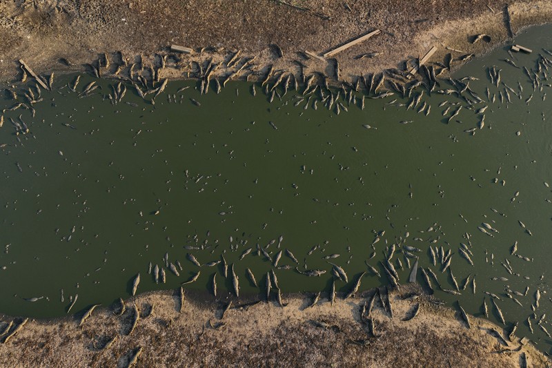 Kebakaran lahan basah tropis di di Pantanal, Brazil. (AP Photo/Andre Penner)