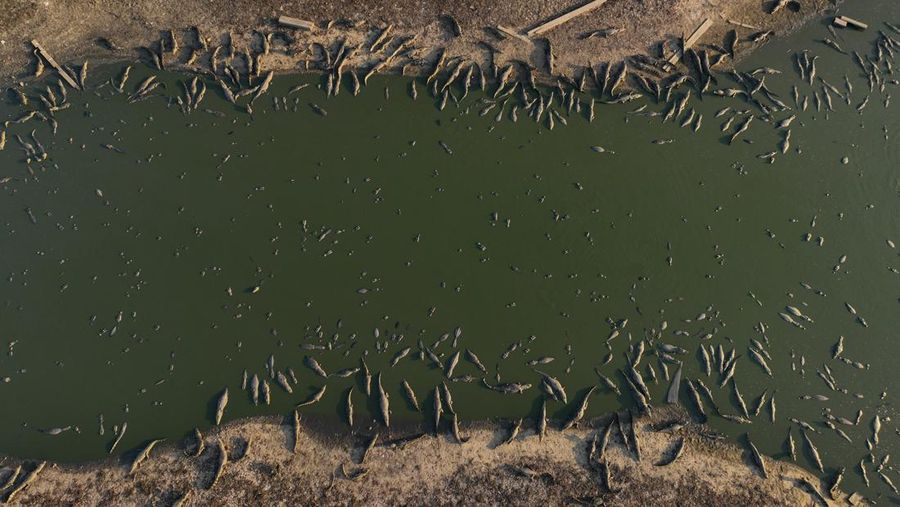 Kebakaran lahan basah tropis di di Pantanal, Brazil. (AP Photo/Andre Penner)