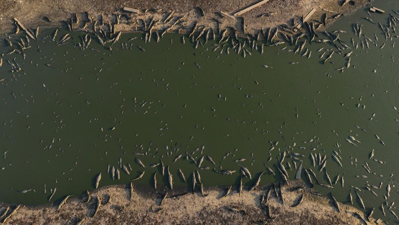 Kebakaran lahan basah tropis di di Pantanal, Brazil. (AP Photo/Andre Penner)