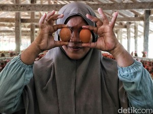Panen 1.400 Telur, Peternak Ayam di Sulsel Untung Jutaan Rupiah/Hari