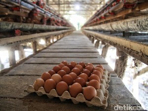 Biar Cuan, Begini Cara Biar Ayam Petelur Punya Kualitas Telur Joss!