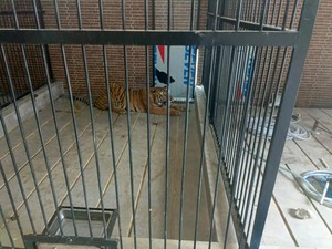 Pemilik Harimau yang Terkam Pemuda hingga Tewas di Samarinda Diamankan