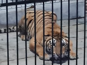 Harimau Peliharaan Terkam Pemuda hingga Tewas Berusia 3 Tahun