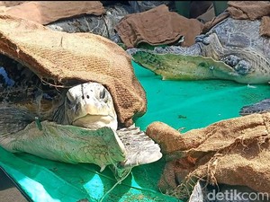 Memprihatinkan, 19 Penyu Hijau Selundupan Stres karena Lama di Darat