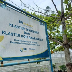 Program BRI 'Klasterku Hidupku' Bawa Kopi Ini Semakin Tumbuh
