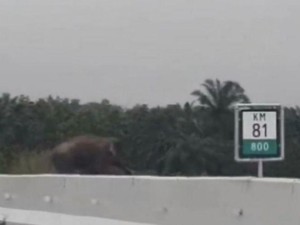 Gajah Liar Getar Melintas di Jalan Tol Pekanbaru-Dumai