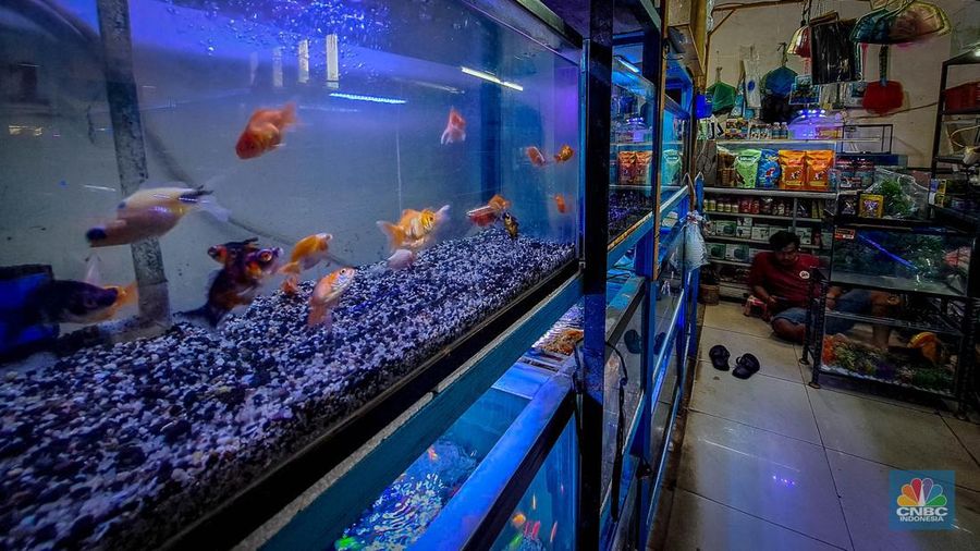 Suasana penjualan ikan hias di Pusat Promosi Ikan Hias, Jakarta, Senin (20/11/2023). Suasana penjualan ikan hias di Pusat Promosi Ikan Hias, Jakarta, Senin (20/11/2023). (CNBC Indonesia/Faisal Rahman)