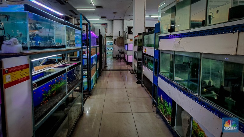 Suasana penjualan ikan hias di Pusat Promosi Ikan Hias, Jakarta, Senin (20/11/2023). (CNBC Indonesia/Faisal Rahman)