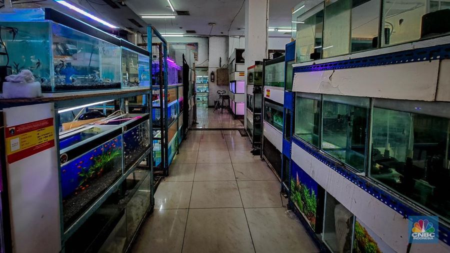 Suasana penjualan ikan hias di Pusat Promosi Ikan Hias, Jakarta, Senin (20/11/2023). (CNBC Indonesia/Faisal Rahman)