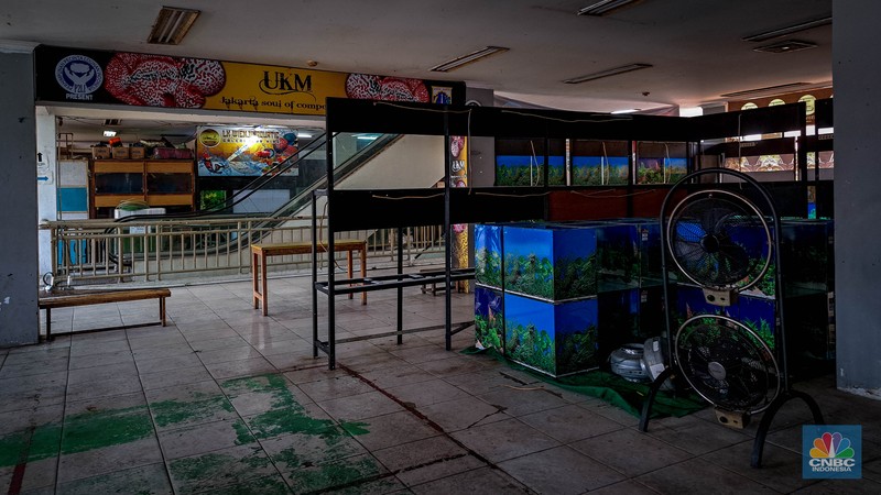 Suasana penjualan ikan hias di Pusat Promosi Ikan Hias, Jakarta, Senin (20/11/2023). Suasana penjualan ikan hias di Pusat Promosi Ikan Hias, Jakarta, Senin (20/11/2023). (CNBC Indonesia/Faisal Rahman)