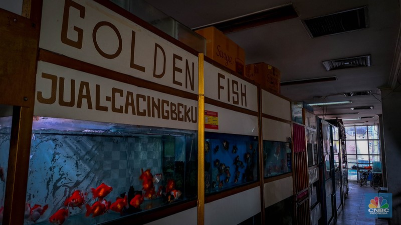 Suasana penjualan ikan hias di Pusat Promosi Ikan Hias, Jakarta, Senin (20/11/2023). (CNBC Indonesia/Faisal Rahman)