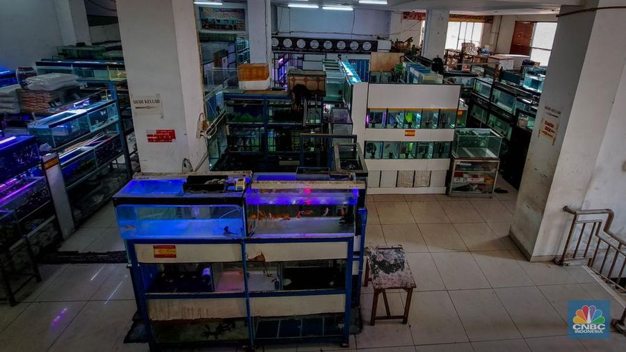 Suasana penjualan ikan hias di Pusat Promosi Ikan Hias, Jakarta, Senin (20/11/2023). (CNBC Indonesia/Faisal Rahman)