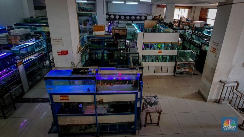 Suasana penjualan ikan hias di Pusat Promosi Ikan Hias, Jakarta, Senin (20/11/2023). (CNBC Indonesia/Faisal Rahman)