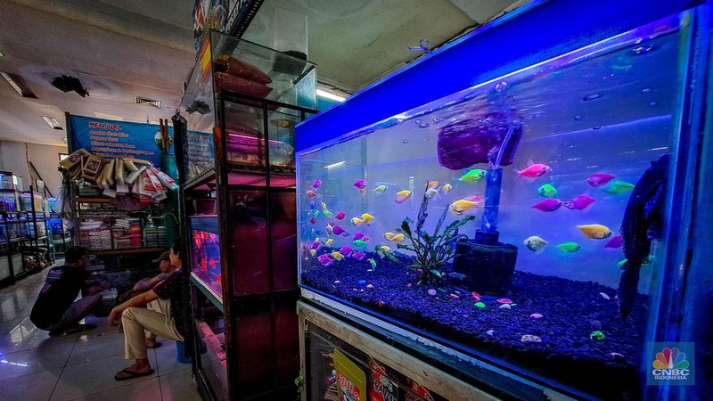 Suasana penjualan ikan hias di Pusat Promosi Ikan Hias, Jakarta, Senin (20/11/2023). (CNBC Indonesia/Faisal Rahman)