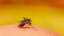 Kasus Malaria Impor Jadi Tantangan di Kota Cirebon