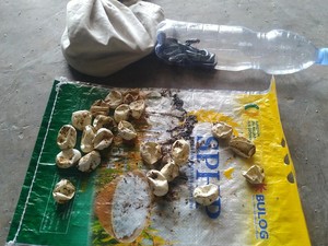 6 Ular Kobra Ngumpet di Penggilingan Padi Klaten, Exalos Turun Tangan