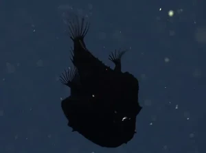 Black Seadevil hingga Ikan Kiamat, Penghuni Laut Dalam Bermunculan