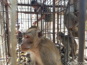 Ratusan Monyet Ekor Panjang Ditangkap Warga Lereng Merapi Boyolali