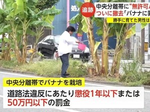 Niat Banget! Pria Ini Rawat Pohon Pisang di Tengah Jalan Selama 2 Tahun