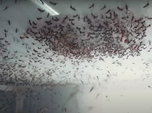 Mengenal Virus Wolbachia, Inovasi Terbaru Pencegah Demam Berdarah