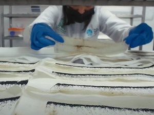 Pemprov Jabar Dukung Metode Wolbachia demi Tekan Demam Berdarah