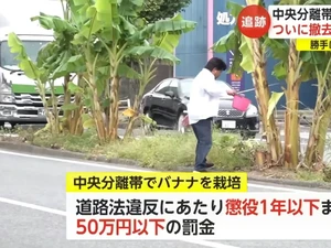 Heboh Pria Tanam Pohon Pisang di Tengah Jalan Selama 2 Tahun
