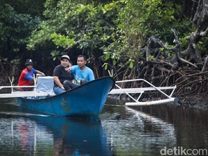 Bak Sherina, Serunya Naik Boat Susuri Hutan Mangrove di Desa Palaes